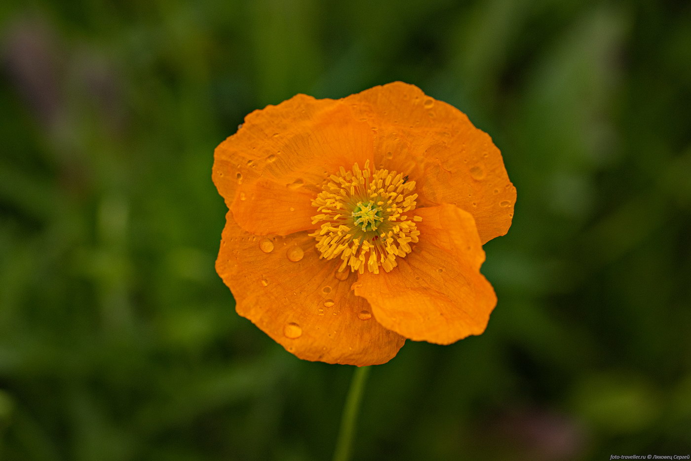 Image of genus Papaver specimen.