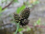 Carex acrifolia