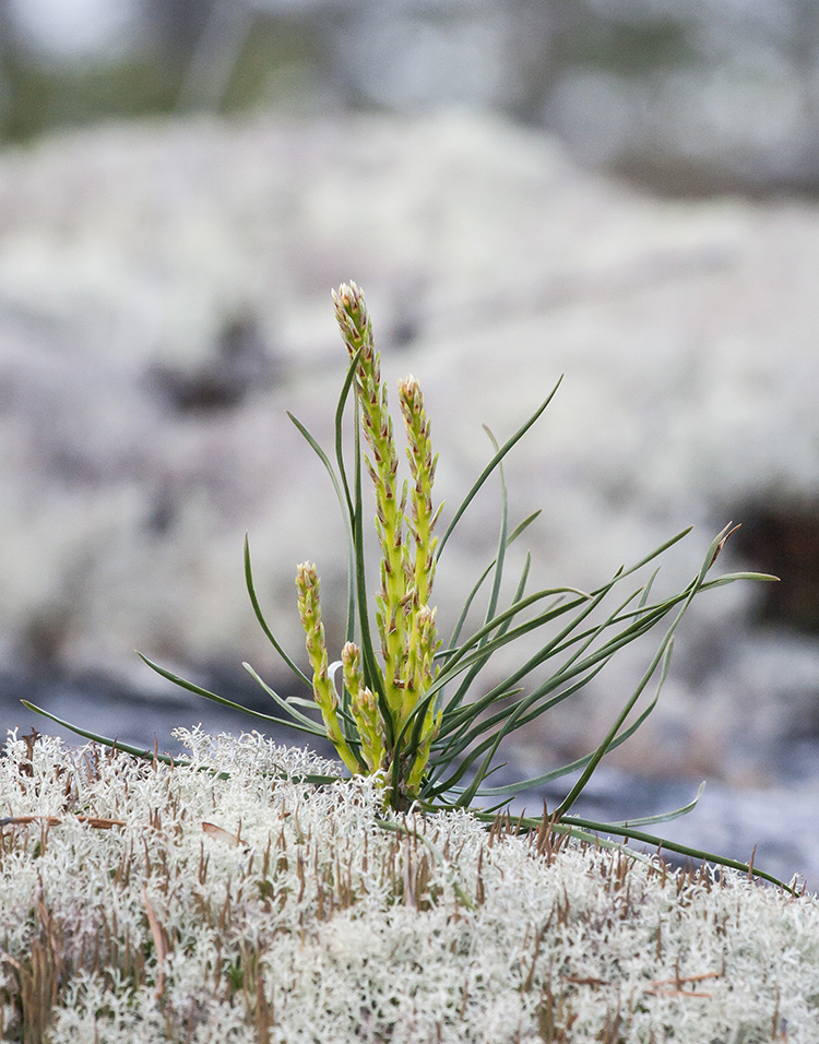 Image of Pinus sylvestris specimen.