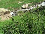 Carex transcaucasica. Плодоносящие растения. Кабардино-Балкария, Эльбрусский р-н, долина р. Ирикчат, ок. 2650 м н.у.м., близ р. Ирикчат. 07.07.2020.