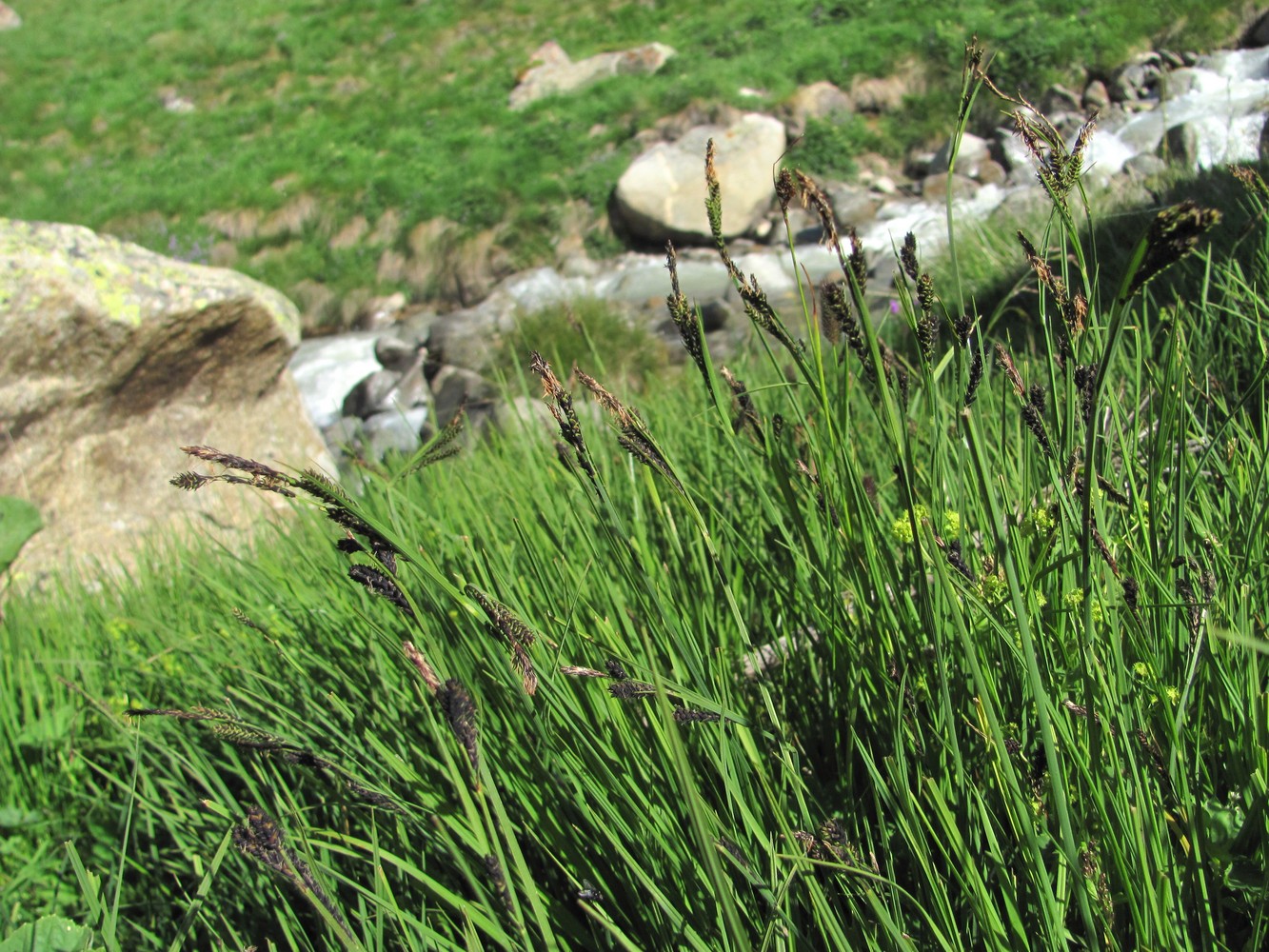 Image of Carex transcaucasica specimen.