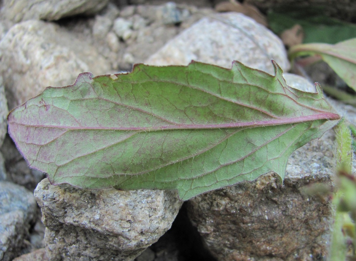 Image of Ajuga genevensis specimen.