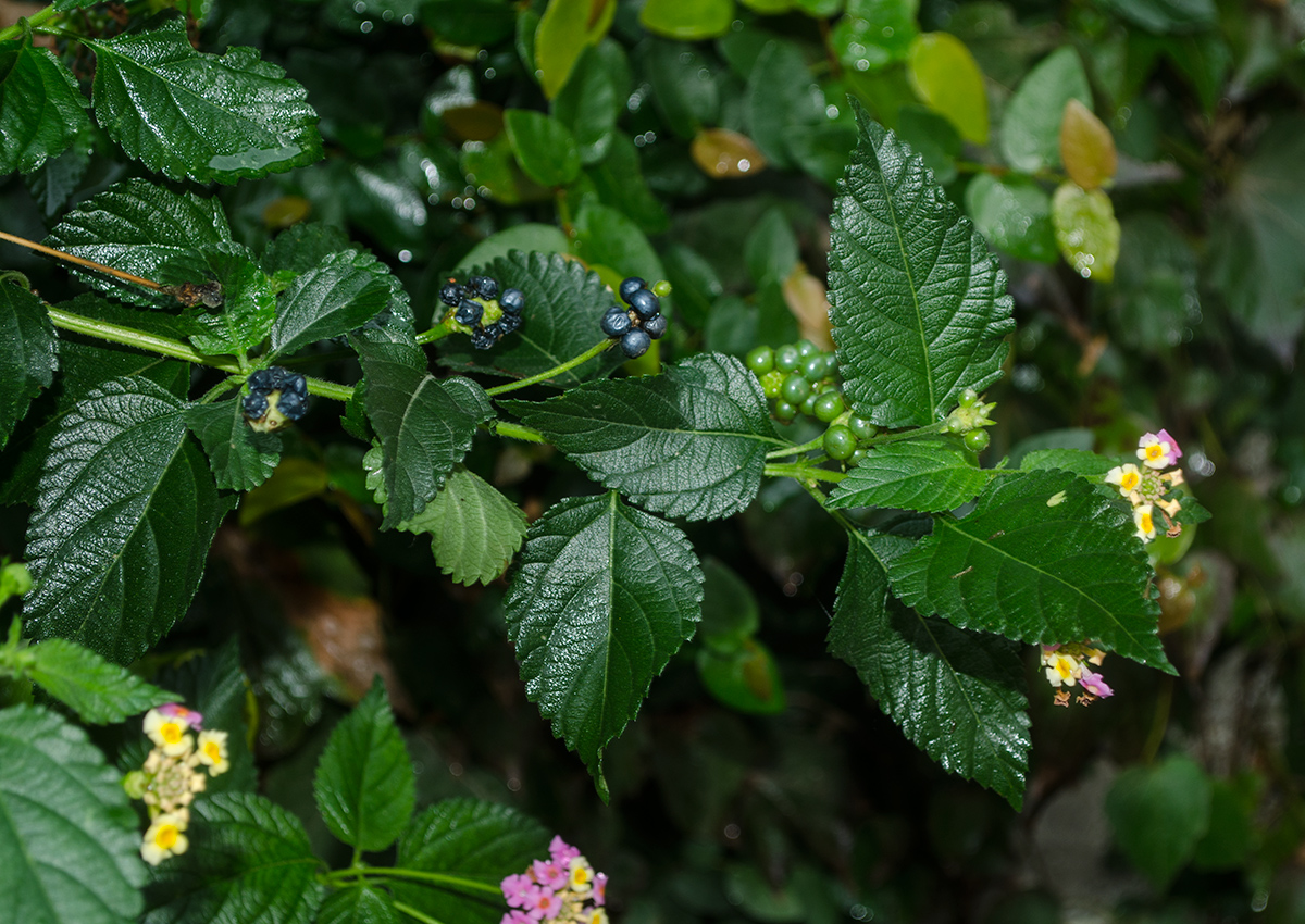 Изображение особи Lantana camara.