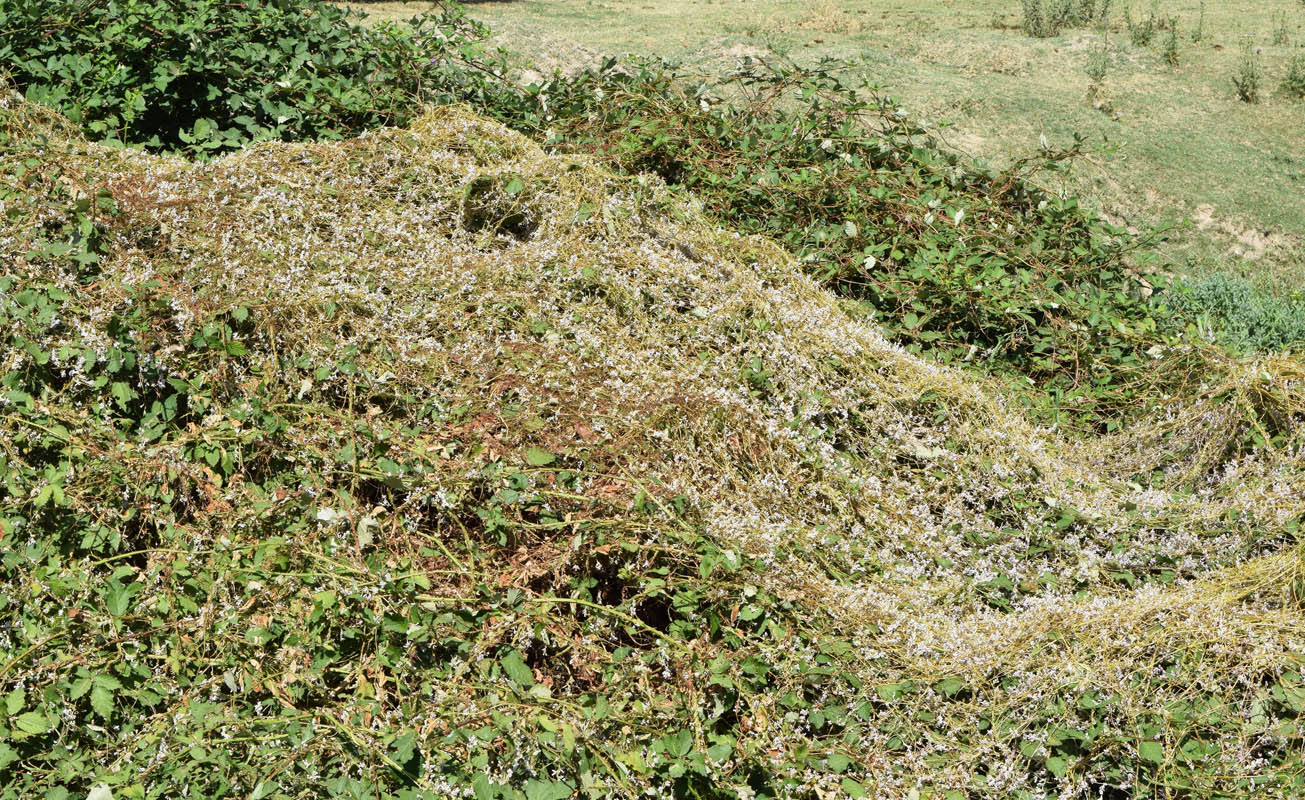 Image of Cuscuta lehmanniana specimen.