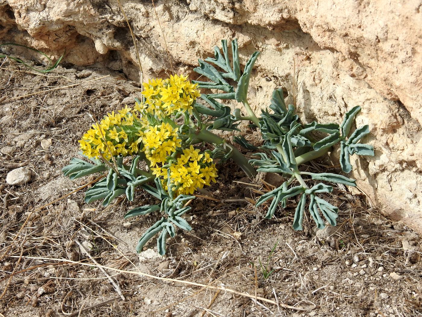 Image of Leontice ewersmanni specimen.