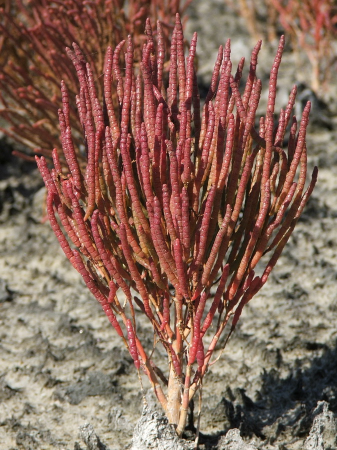 Изображение особи Salicornia borysthenica.