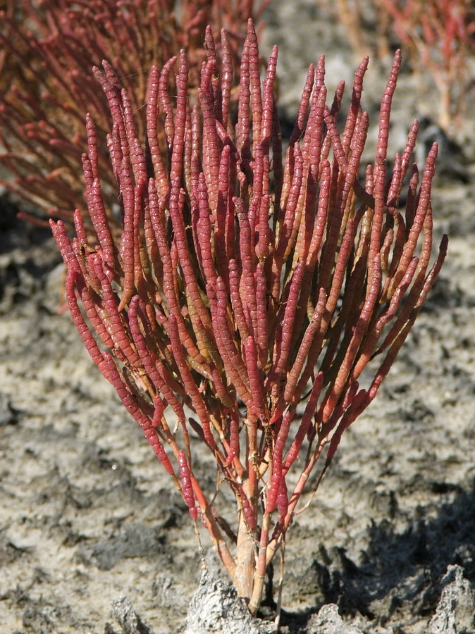 Image of Salicornia borysthenica specimen.