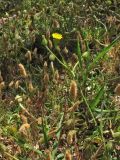 Hedypnois rhagadioloides. Верхушка цветущего и плодоносящего растения. Греция, о. Родос, г. Родос, Родосская крепость (Дворец великих магистров), на газоне. 8 мая 2011 г.