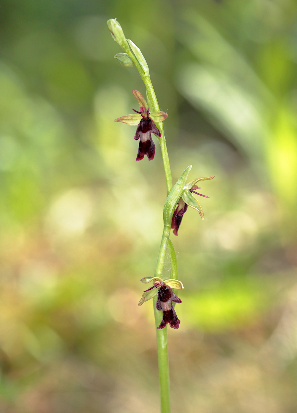 Image of Ophrys insectifera specimen.