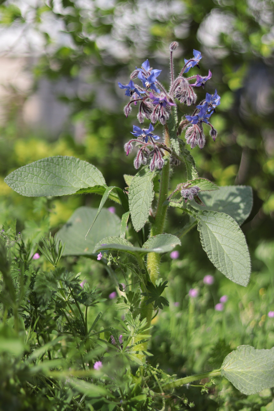 Изображение особи Borago officinalis.