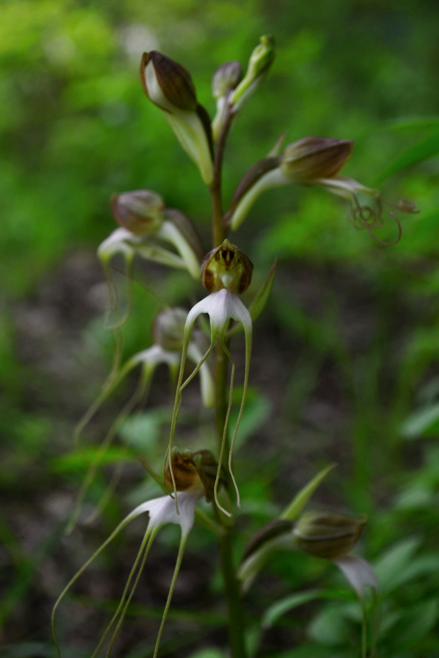 Image of Himantoglossum comperianum specimen.