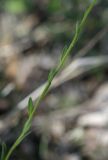 Erysimum hieracifolium