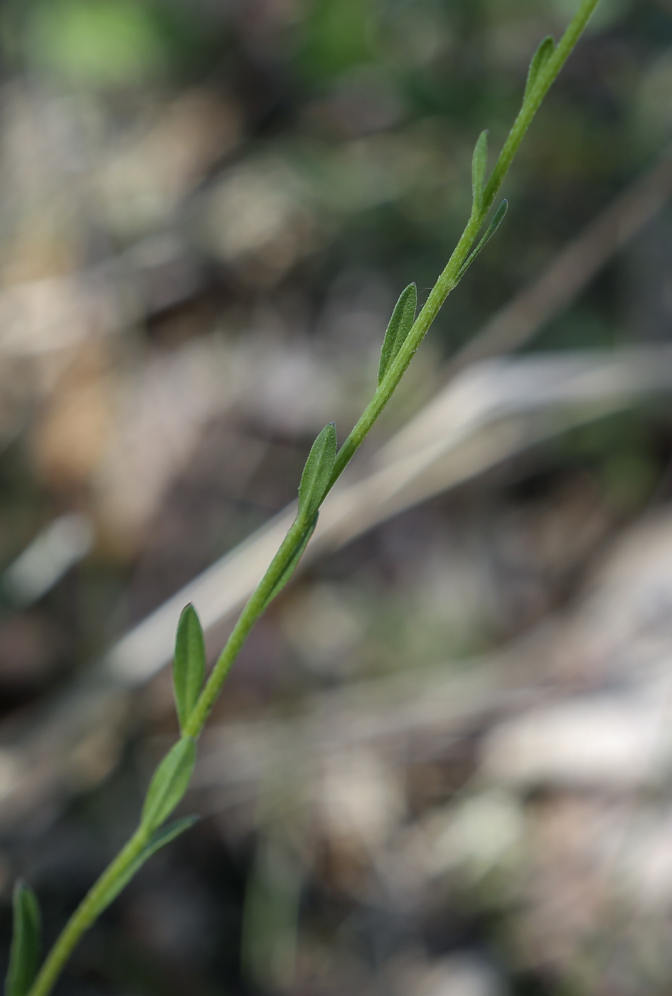 Image of Erysimum hieraciifolium specimen.