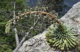 Saxifraga longifolia