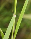 Image of taxon representative. Author is Вера Волкотруб