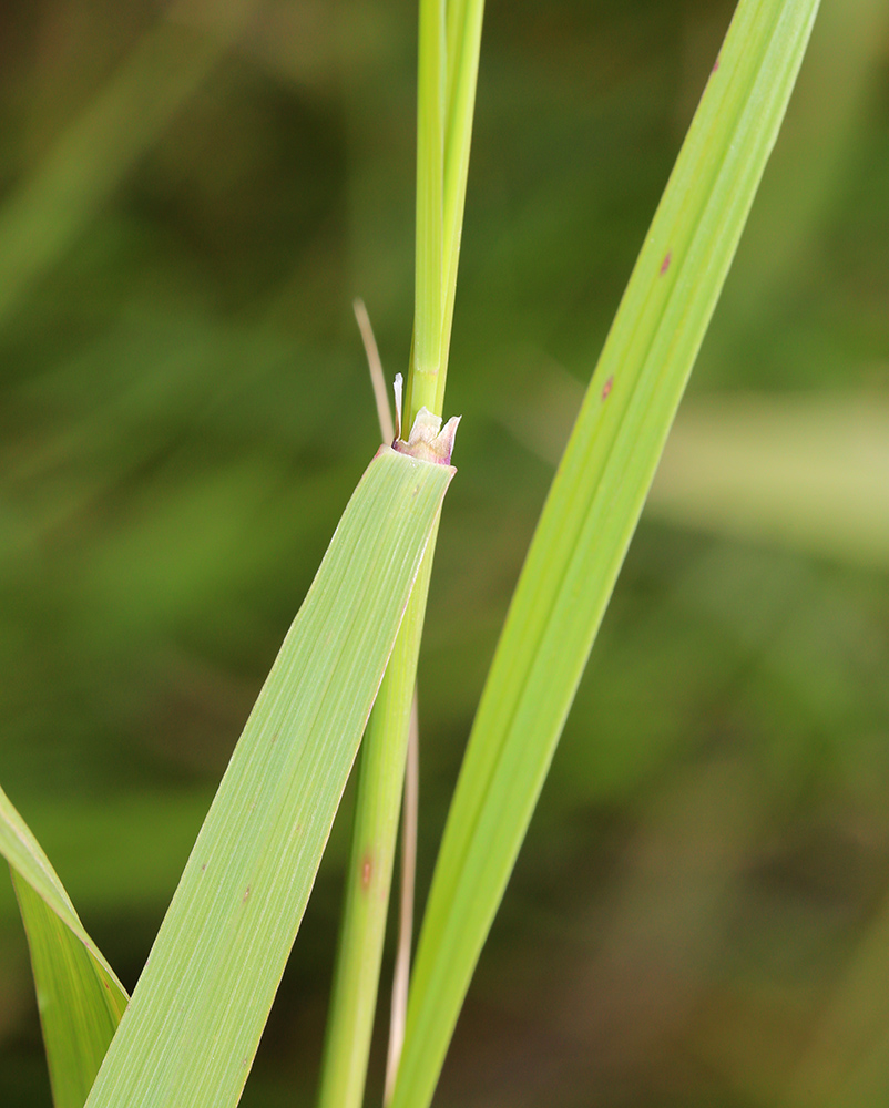 Image of Glyceria spiculosa specimen.