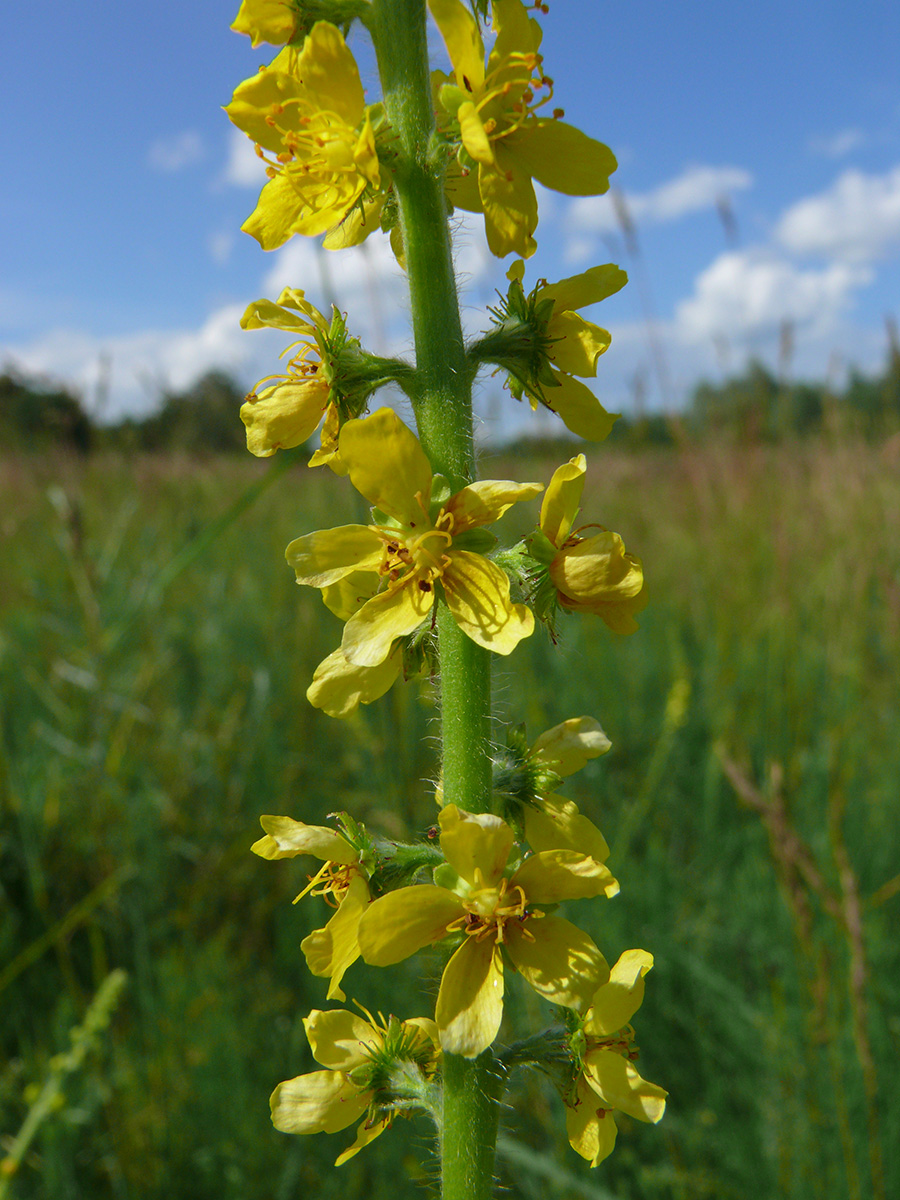 Image of Agrimonia eupatoria specimen.