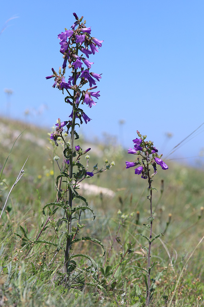 Изображение особи Campanula taurica.