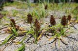 Carex macrocephala