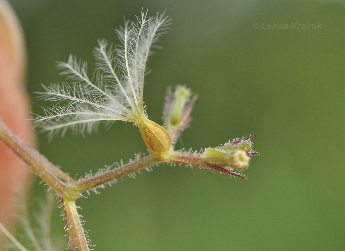 Image of Valeriana amurensis specimen.