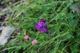Vicia alpestris