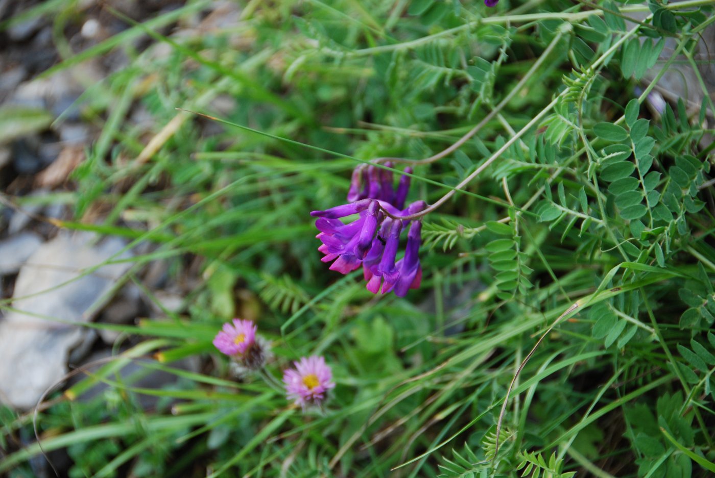 Изображение особи Vicia alpestris.