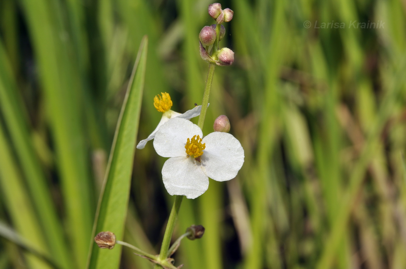 Изображение особи Sagittaria aginashi.