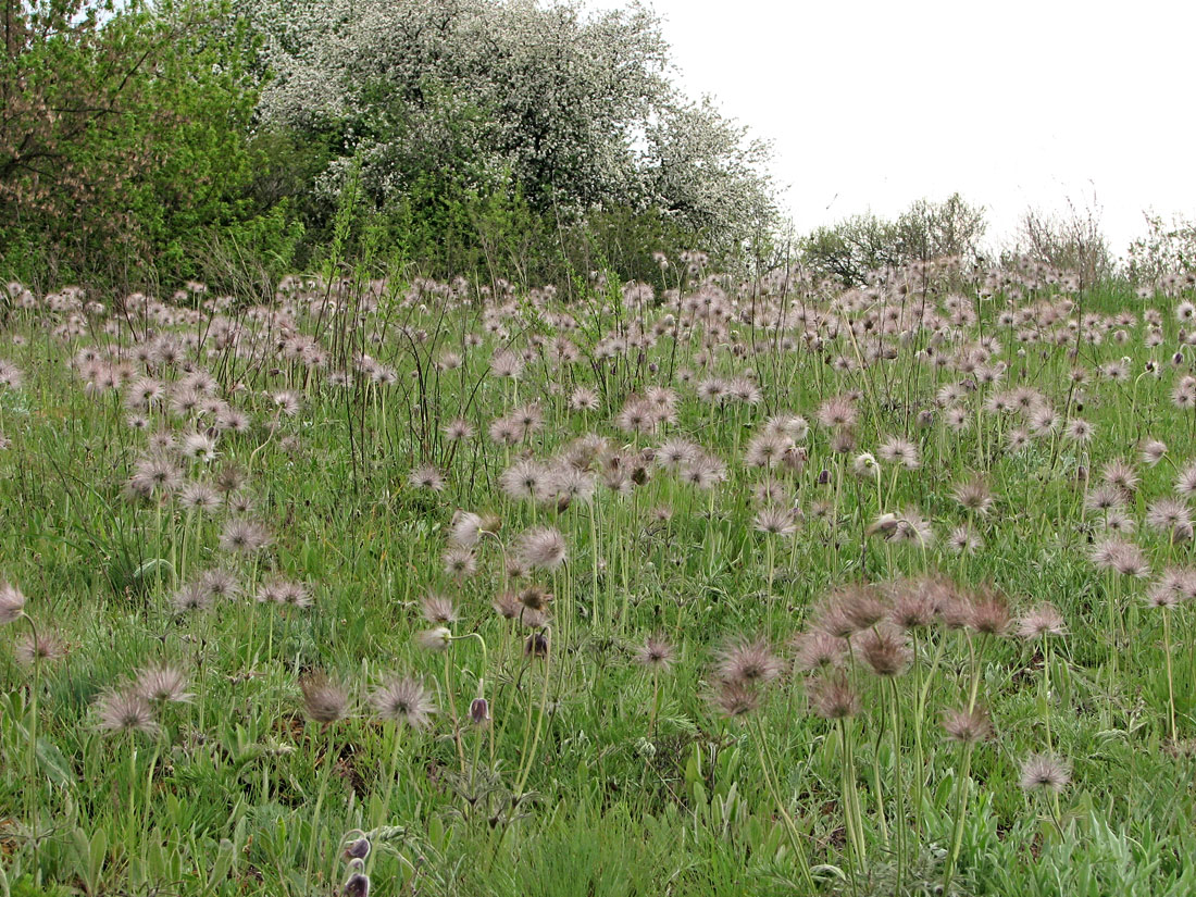 Изображение особи Pulsatilla ucrainica.