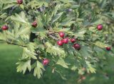 Crataegus pinnatifida