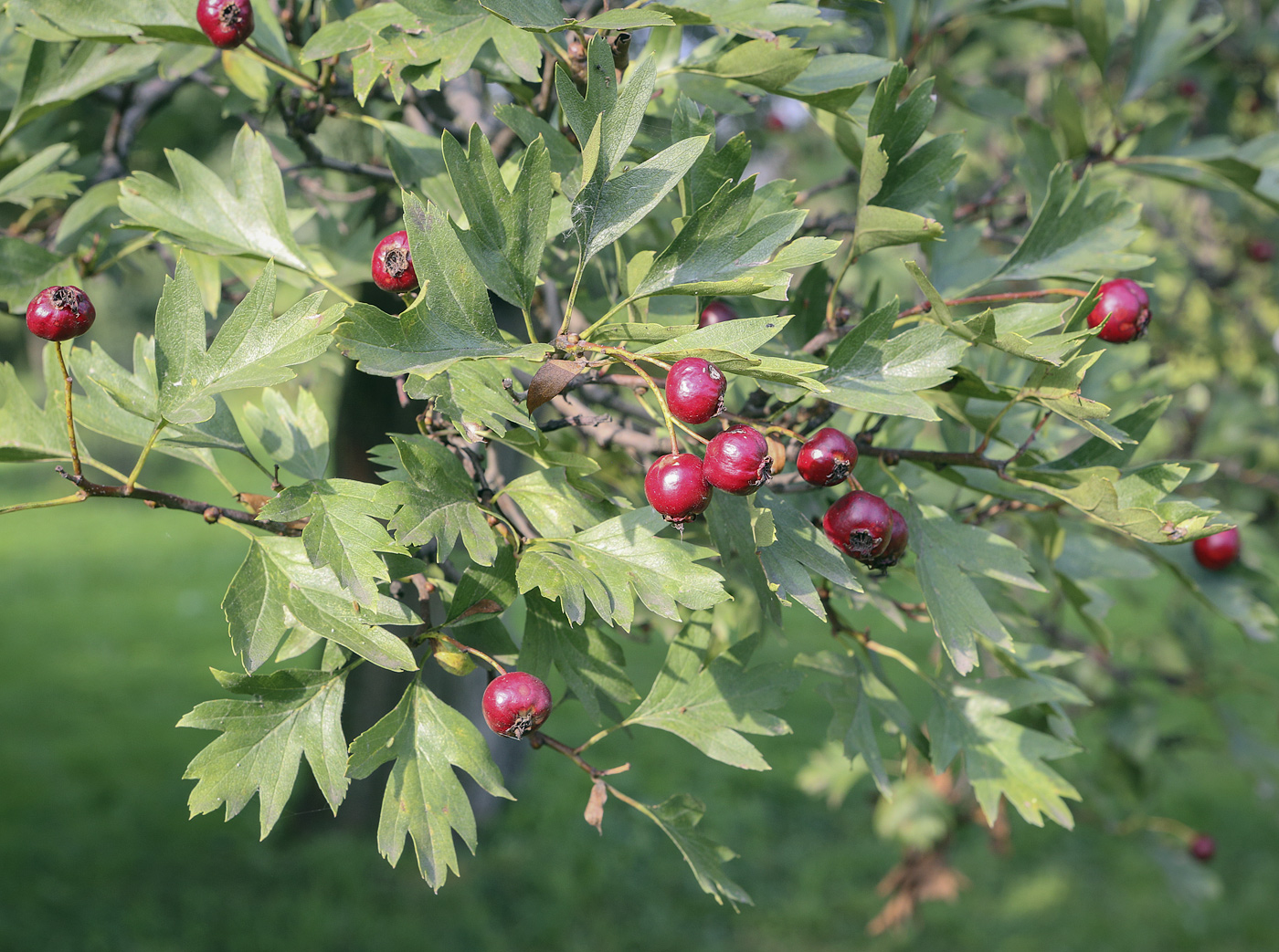 Image of Crataegus pinnatifida specimen.