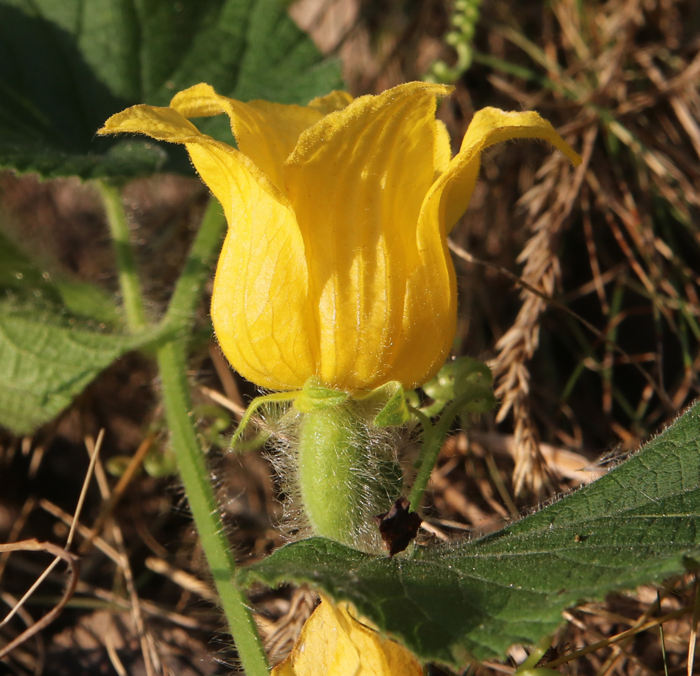 Image of Thladiantha dubia specimen.