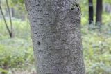 Sorbus × arnoldiana