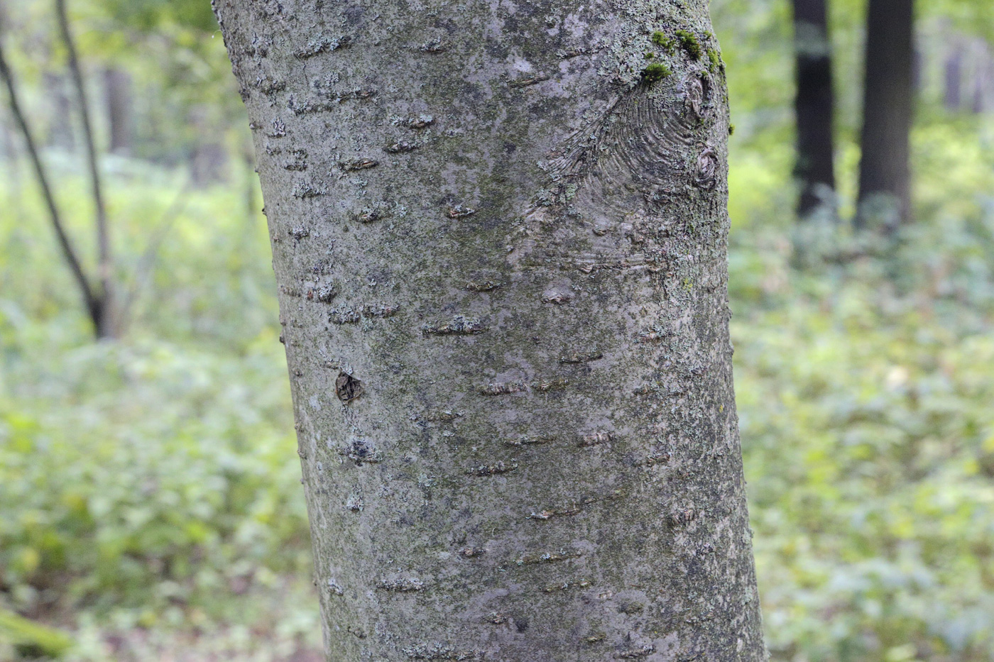 Image of Sorbus &times; arnoldiana specimen.