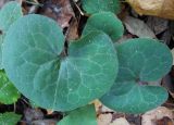 Asarum europaeum