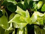 Clematis cirrhosa. Цветки. Греция, о-в Крит, ном Ханья (Νομός Χανίων), дим Колимвари (Δήμος Κολυμβαρίου), окр. деревни Афрата (Αφράτα), заросли кустарников на обочине грунтовой дороги. 14 октября 2021 г.