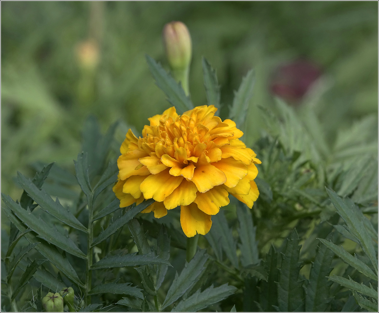 Image of Tagetes patula specimen.