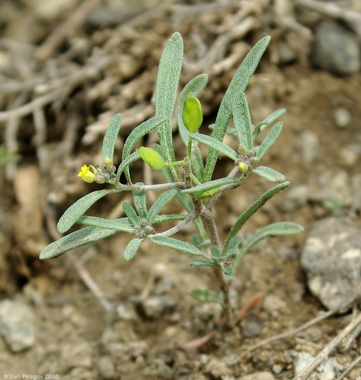 Изображение особи Meniocus linifolius.