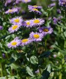 Erigeron speciosus