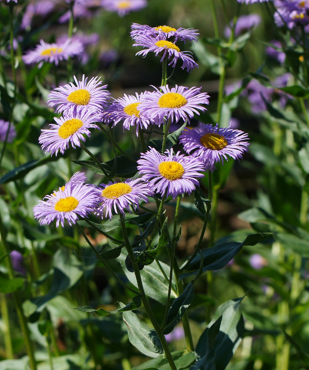 Изображение особи Erigeron speciosus.