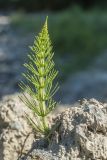 Equisetum telmateia. Вегетирующее растение. Краснодарский край, Кавказский биосферный заповедник, долина р. Малая Лаба, нарушенное местообитание на берегу реки. 17.07.2021.