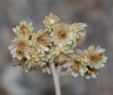 Helichrysum patulum