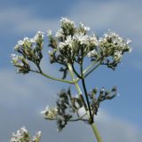 Valeriana officinalis