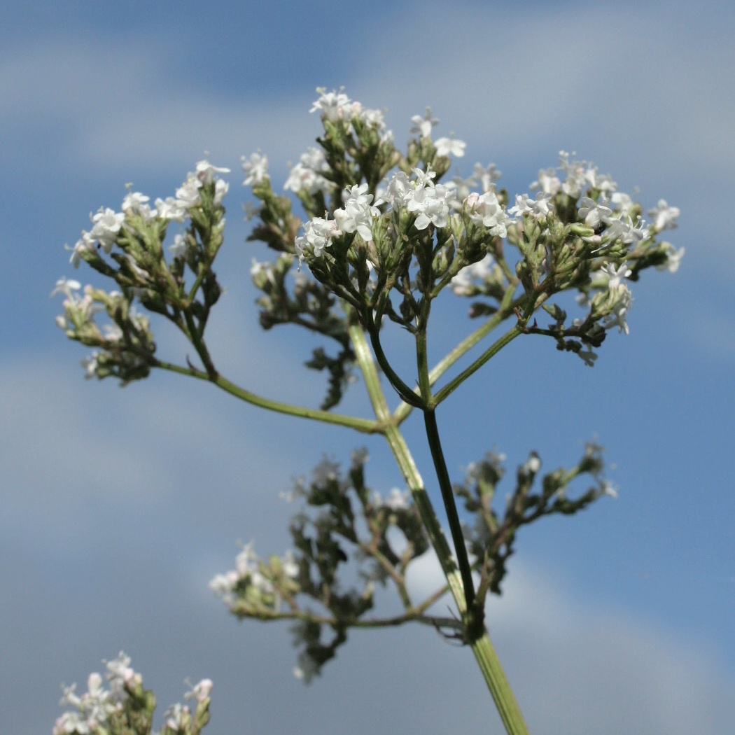 Image of Valeriana officinalis specimen.