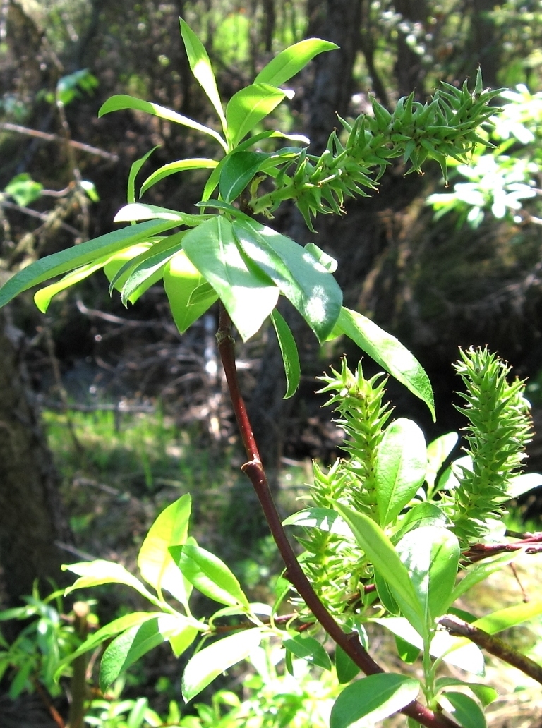 Изображение особи Salix phylicifolia.