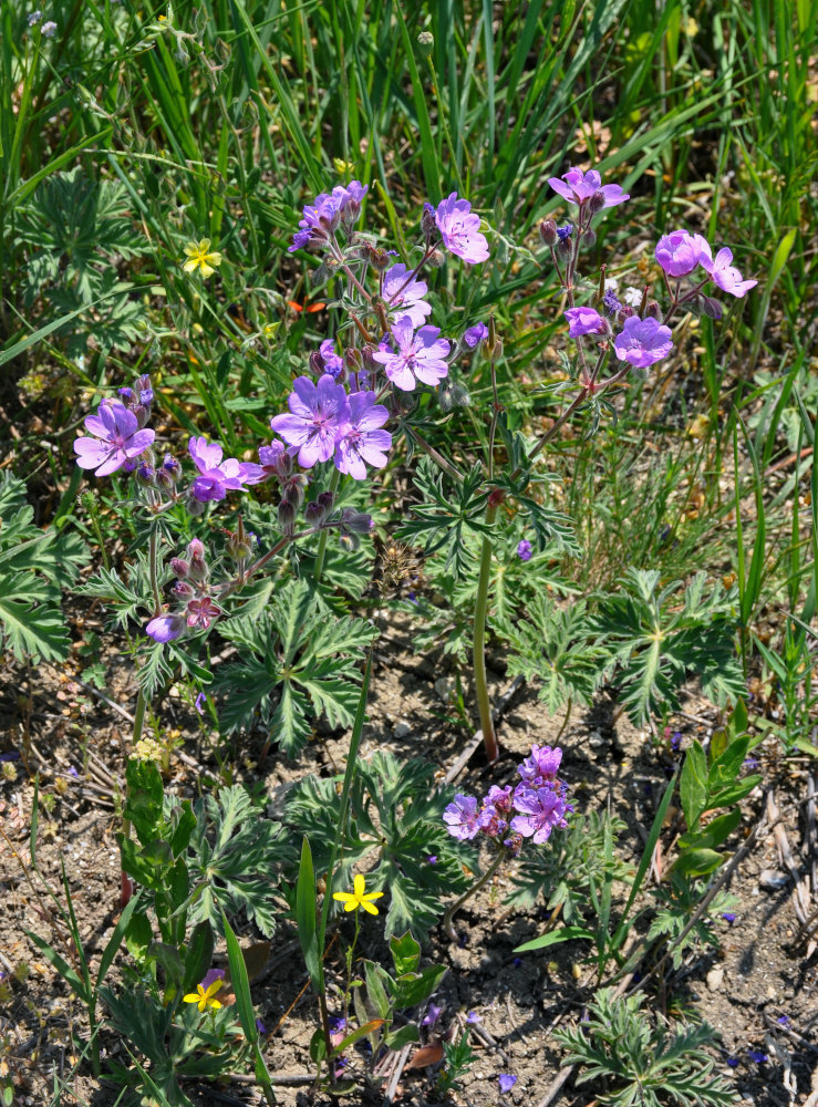 Изображение особи Geranium tuberosum.