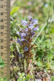 genus Phelipanche