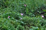 Calystegia inflata