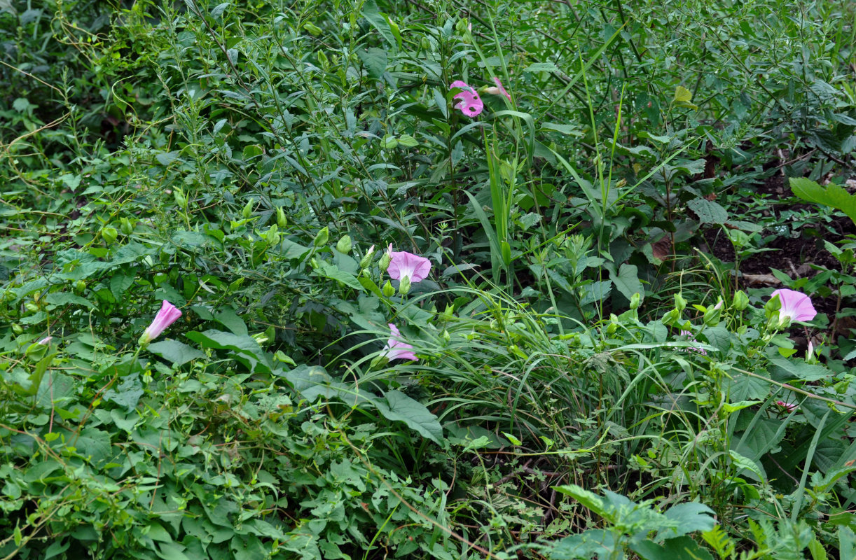 Изображение особи Calystegia inflata.