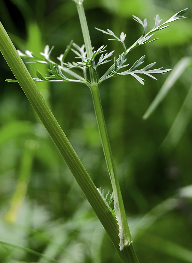 Image of Aulacospermum anomalum specimen.