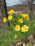 Adonis vernalis